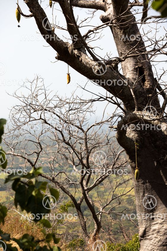 Breadfruit in Africa