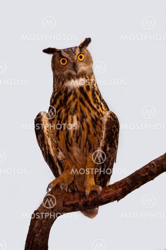 Eurasian Eagle Owl