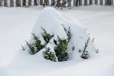 A small green juniper tree with white snow and frost is...