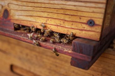 Agriculture, hive and honey with bees closeup on box for...