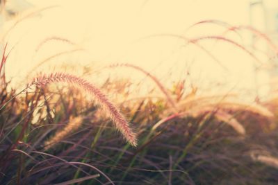 Light through summer grass bokeh Natural background