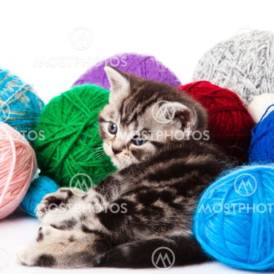 kitten with balls of threads. little kitten on white background.