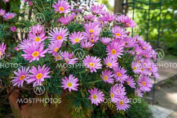 Flower pot of Aster cordifolius - pink flowers during blossom season in botanic garden