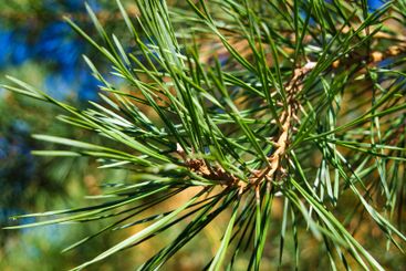 Daylight Pine Branch. A branch of pine with detailed...