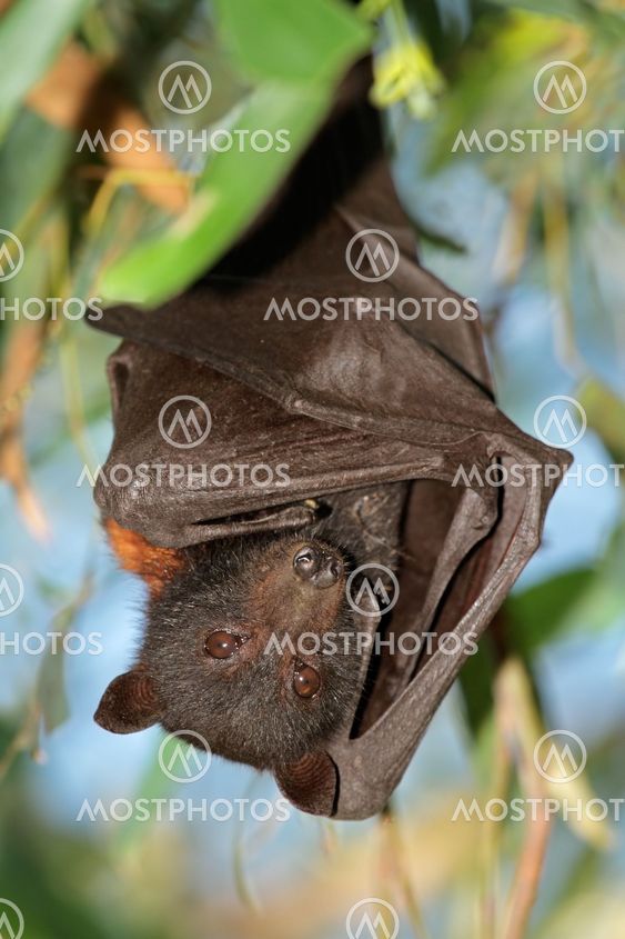 Black flying-fox