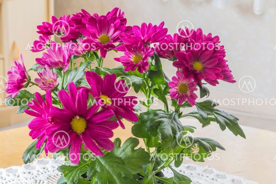 Chrysanthemums