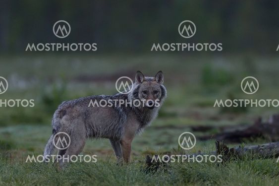 Gray wolf (Canis lupus) at night in summer. Finland. Taiga.