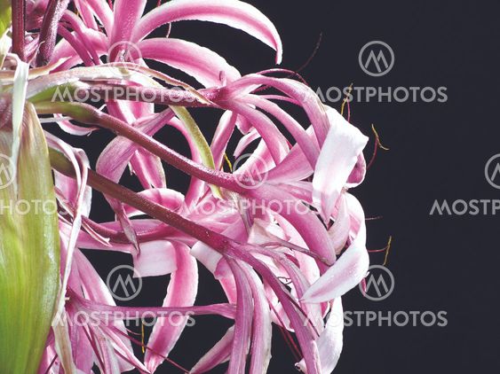 The Giant Spider Lily -12