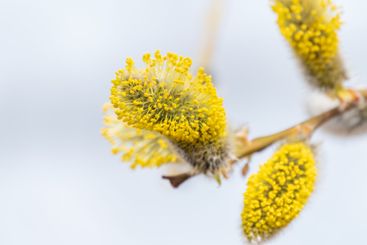 Nature awakes in spring. Blooming willow twigs and furry...