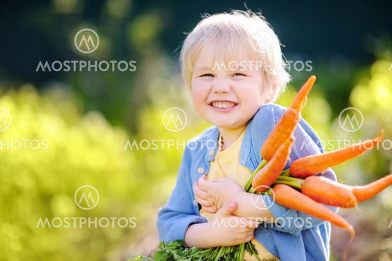 Cute little boy holding a bunch of fresh organic carrots...