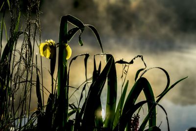 Golden light of early morning from Wild flower of...
