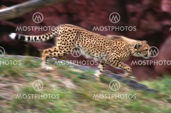 Kör Cheetah