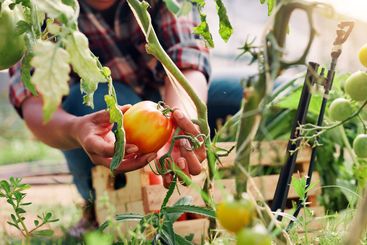 Hands, plant and harvest tomato at farm, results and...