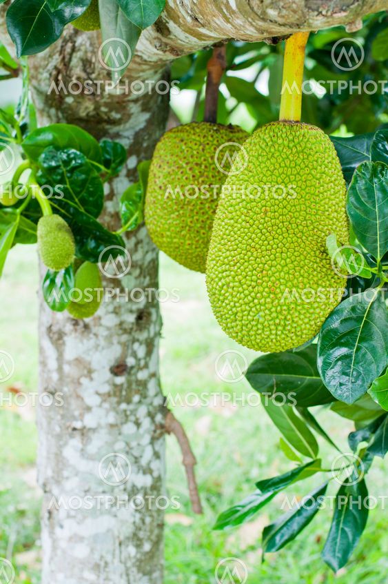 Green jackfruit