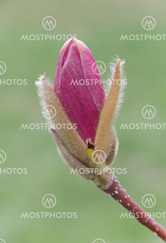 pink magnolia tree blossom
