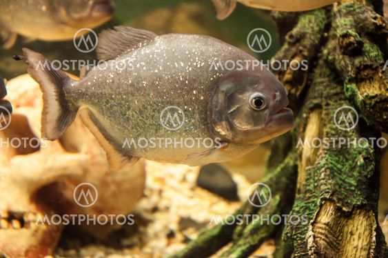Piranha or Serrasalminae