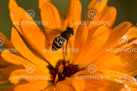 bee fly!