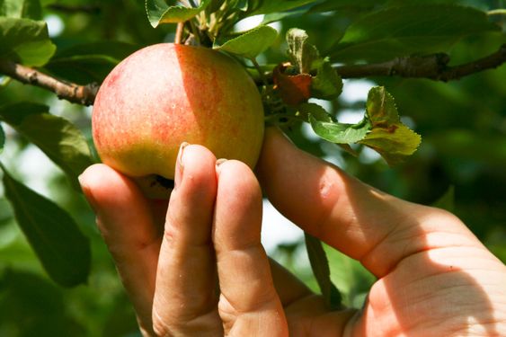 Apple keräysluettelon