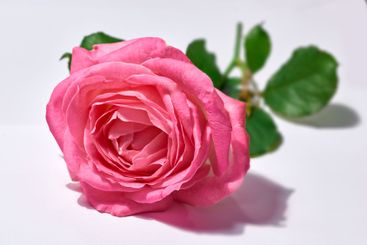 Flower, rose and natural blossom in studio for romantic...