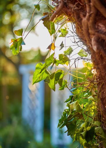 Tree, leaves and garden in nature with outdoor branch,...