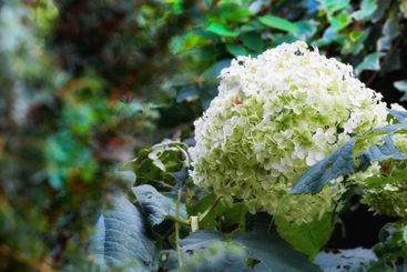 Hydrangea, plants and green leaves outdoor with blossom...
