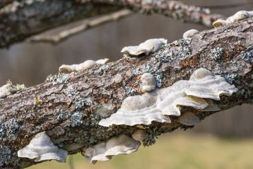Tree branch with white fungis