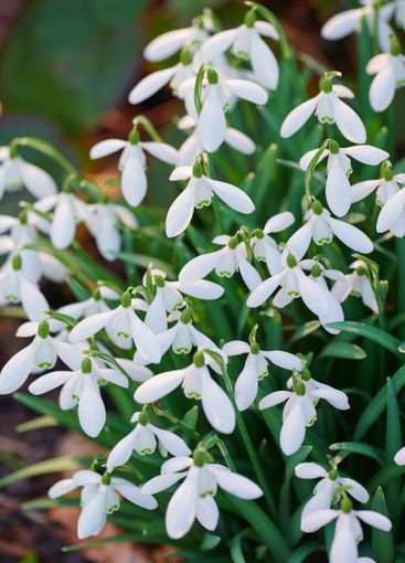 Botany, growth and nature with flowers in garden for...
