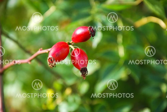 Rose hip berries
