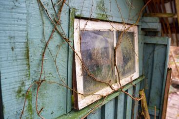 Old, damage or window with branches or moss of abandoned...