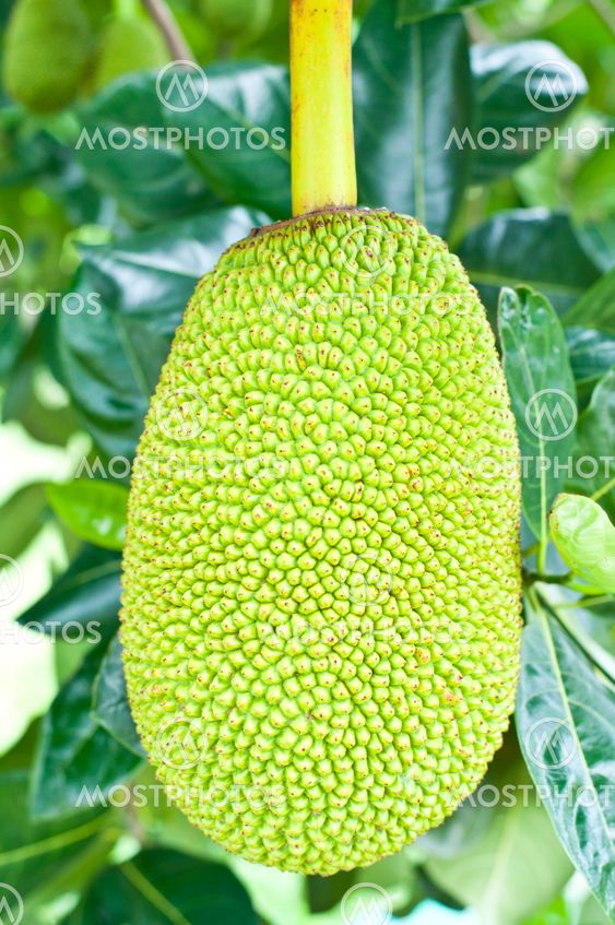 Green jackfruit