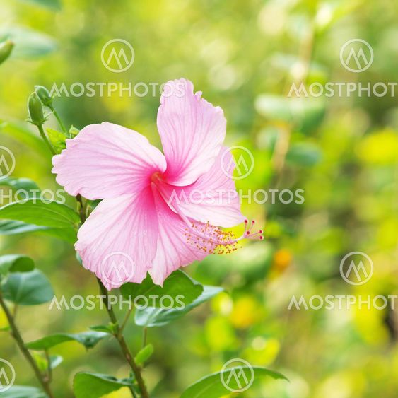 Vivid pink hibicus is blooming