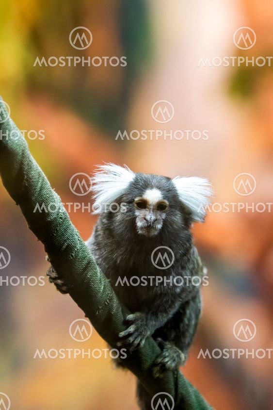Marmoset