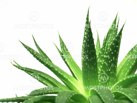 aloe vera leaves 1