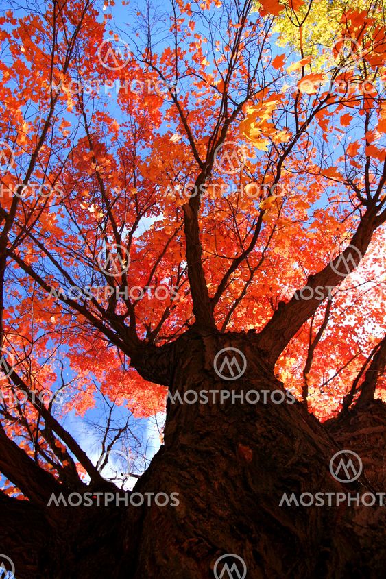 Autumn Trees
