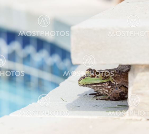 Bullfrog crouching under edge of pool