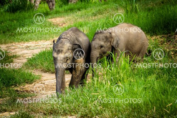 Two baby elephants playing in grassland field.
