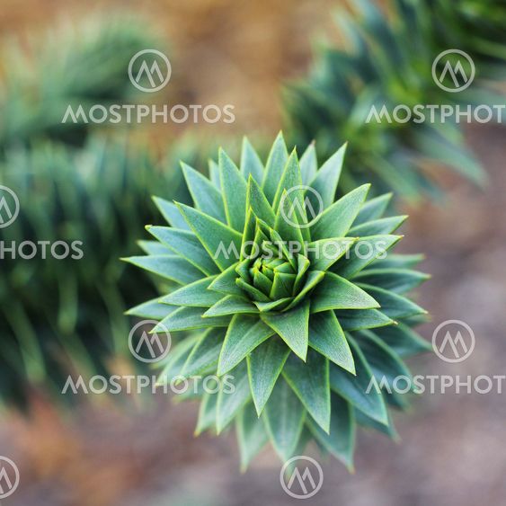 Close up of Araucaria araucana