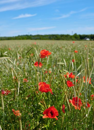 Countryside, scenery and growth of flowers, color and...