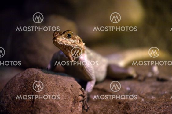 lizard