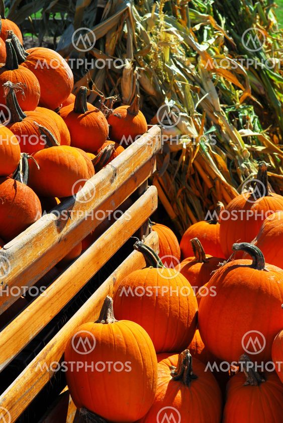 Pumpkins