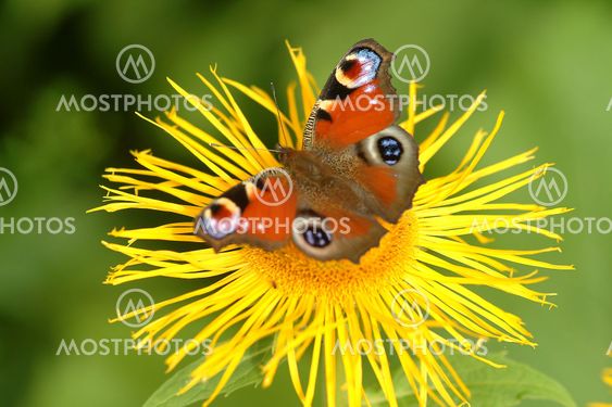 Schmetterling | butterfly