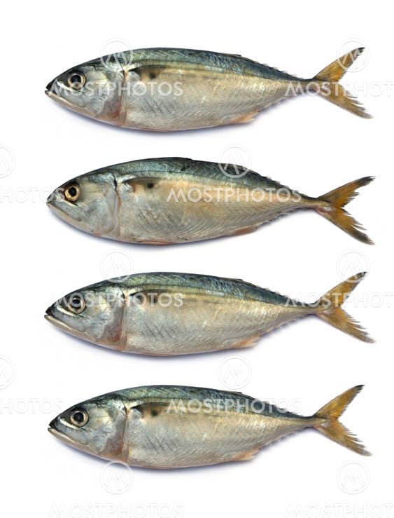Fresh mackerel fish