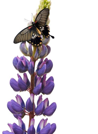 Butterfly on lupin flower
