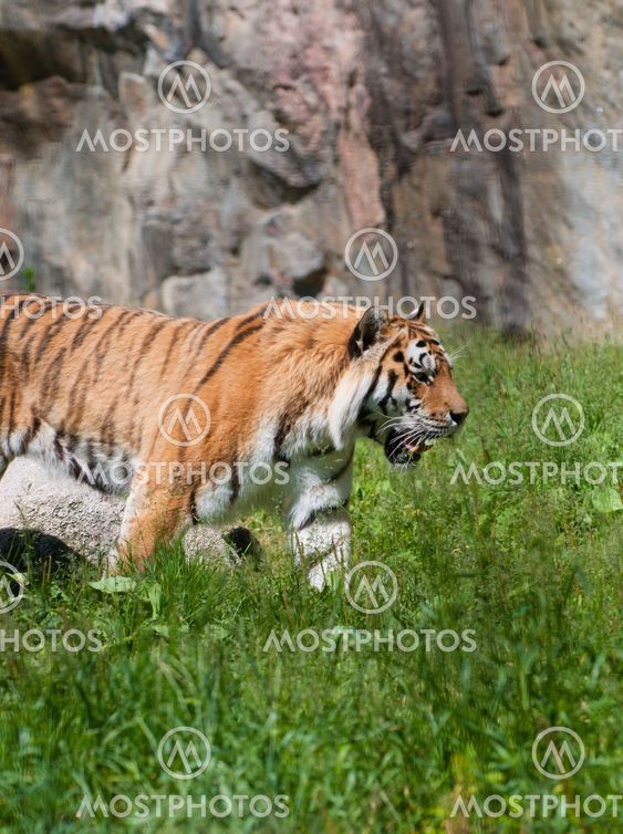 tiger