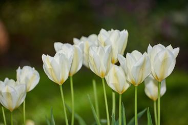 Flowers, nature and garden with white tulips outdoor for...