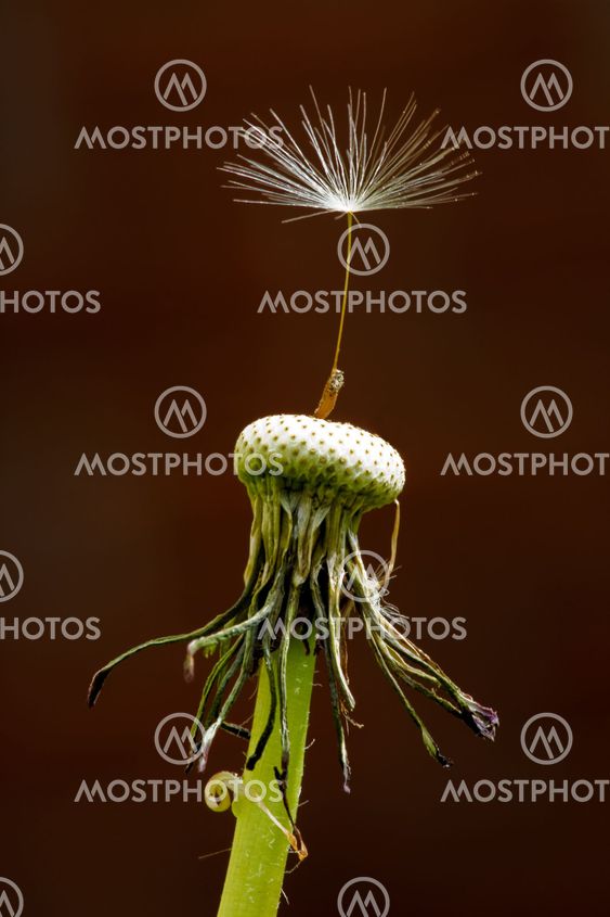 Dandelion utsäde