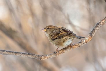 Sparrow sits on a branch without leaves.