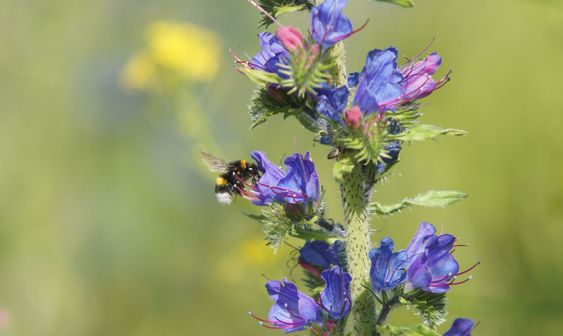 Bombus