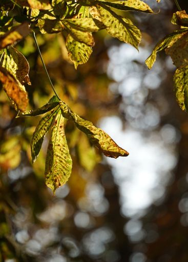 Yellow and brown chestnut leaves with natural light...