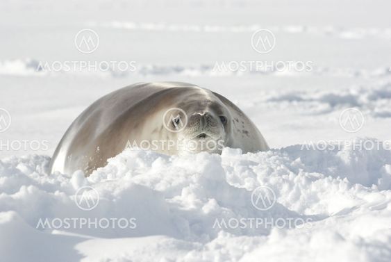 Crabeater seals lying in the snow.